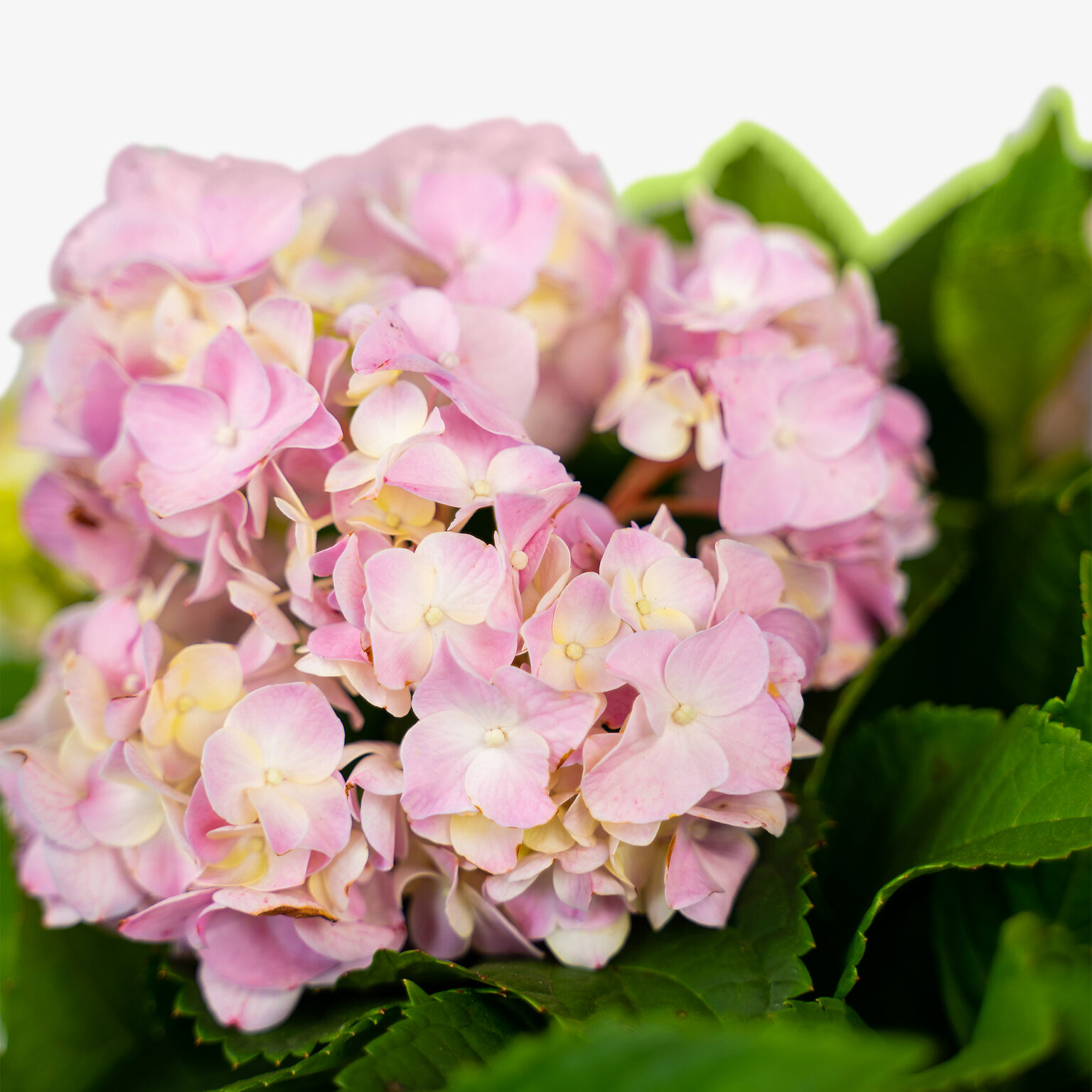 Nikko Blue Hydrangea For Sale Online | The Tree Center