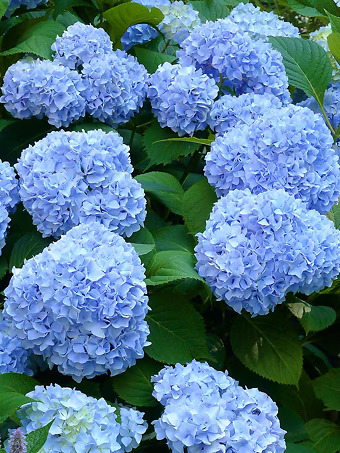 Nikko Blue Hydrangea
