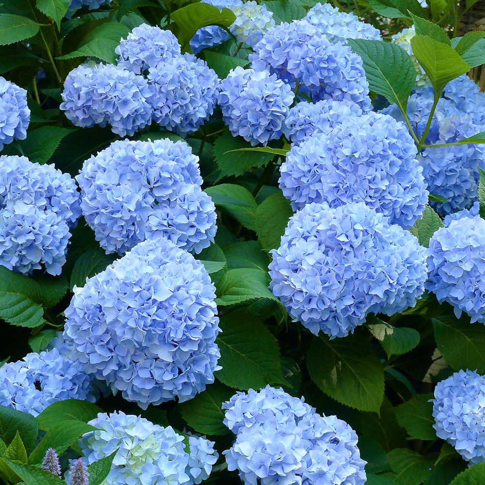 Nikko Blue Hydrangea For Sale Online | The Tree Center