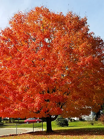 October Glory Maple