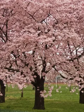 Okame Cherry Blossom Tree