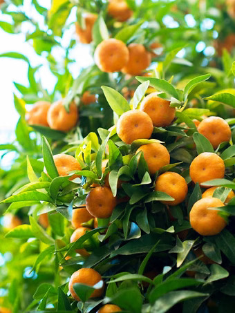 Owari Satsuma Mandarin