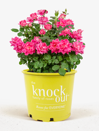 Pink Double Knock Out® Rose