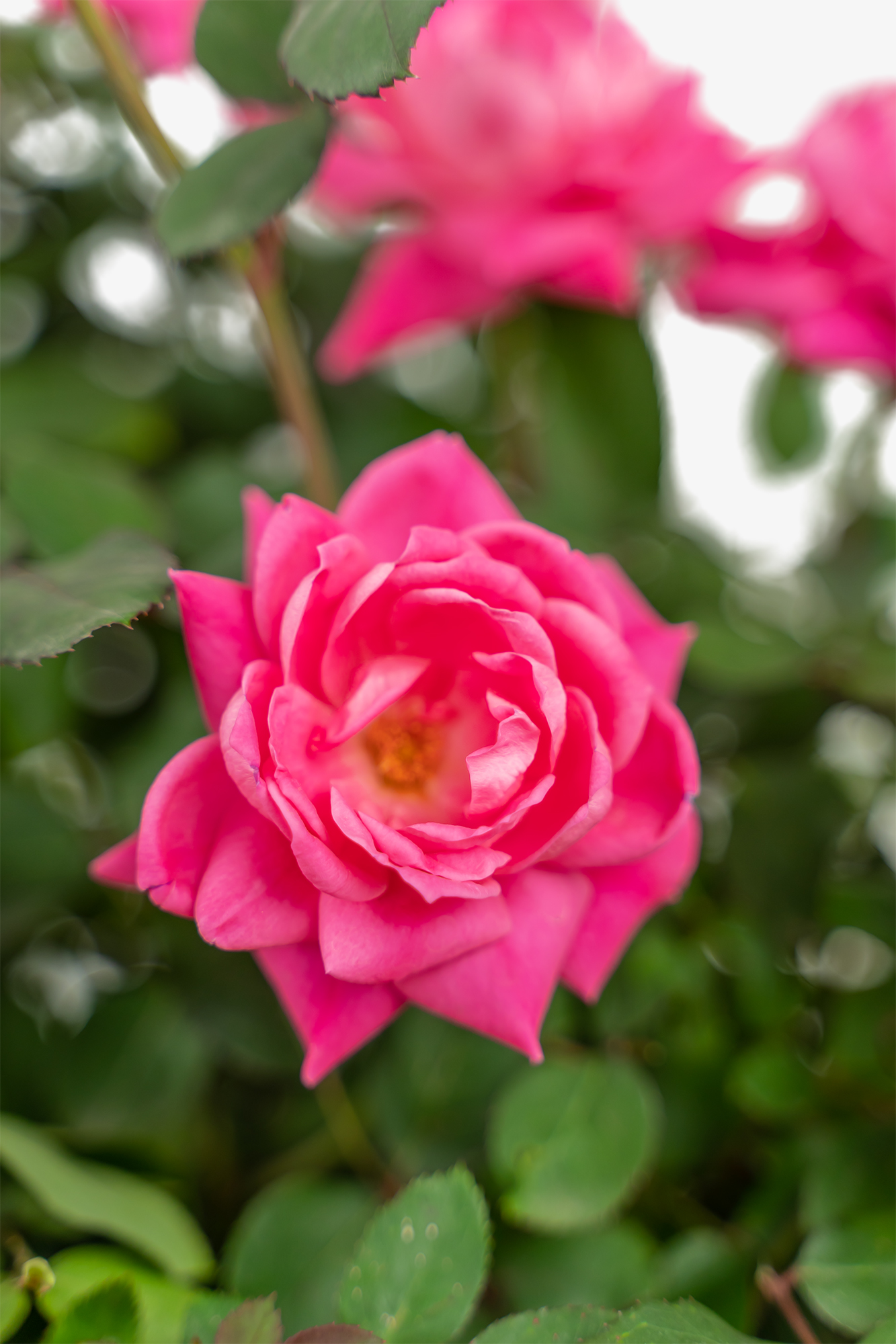 1 Gallon Knock Out Double Pink Rose Plant