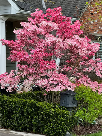 Flowering Pink Dogwood
