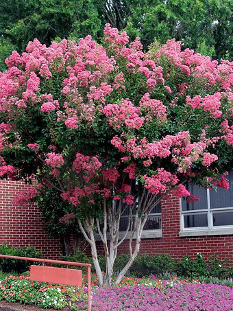 Pink Velour Crape Myrtle
