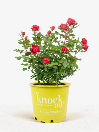 Red Double Knock Out® Rose