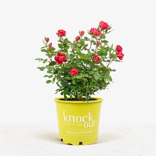 Red Double Knockout Rose For Sale Online | The Tree Center