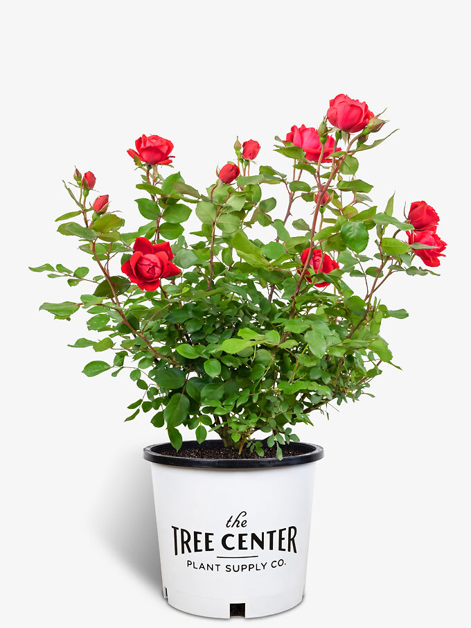 Knockout Roses For Sale Online The Tree Center