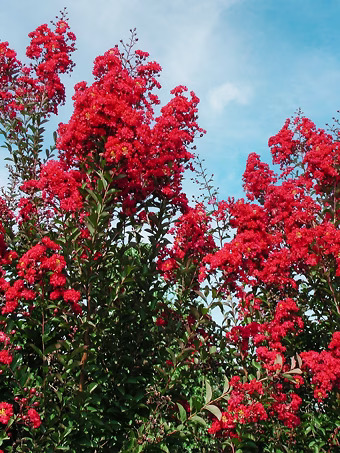 Red Rocket Crape Myrtle