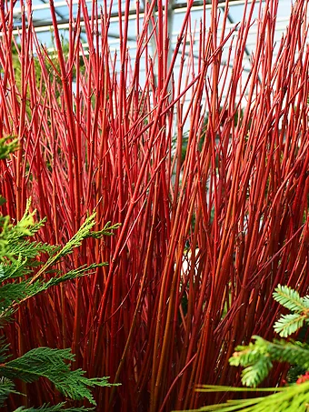 Red Twig Dogwood