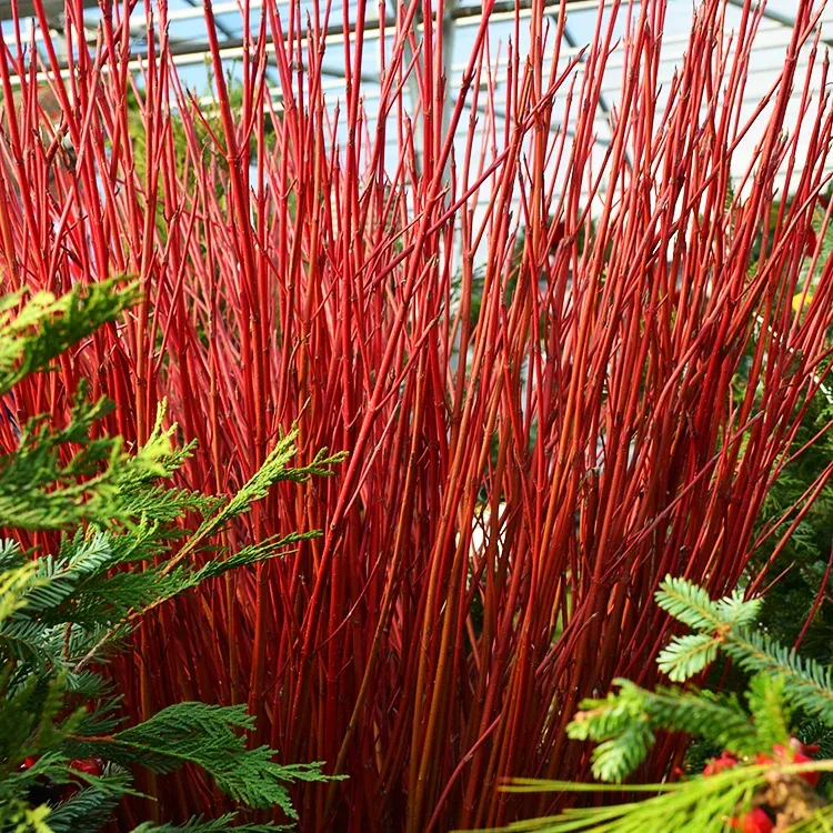 Red Dogwood For Sale Online The Tree Center