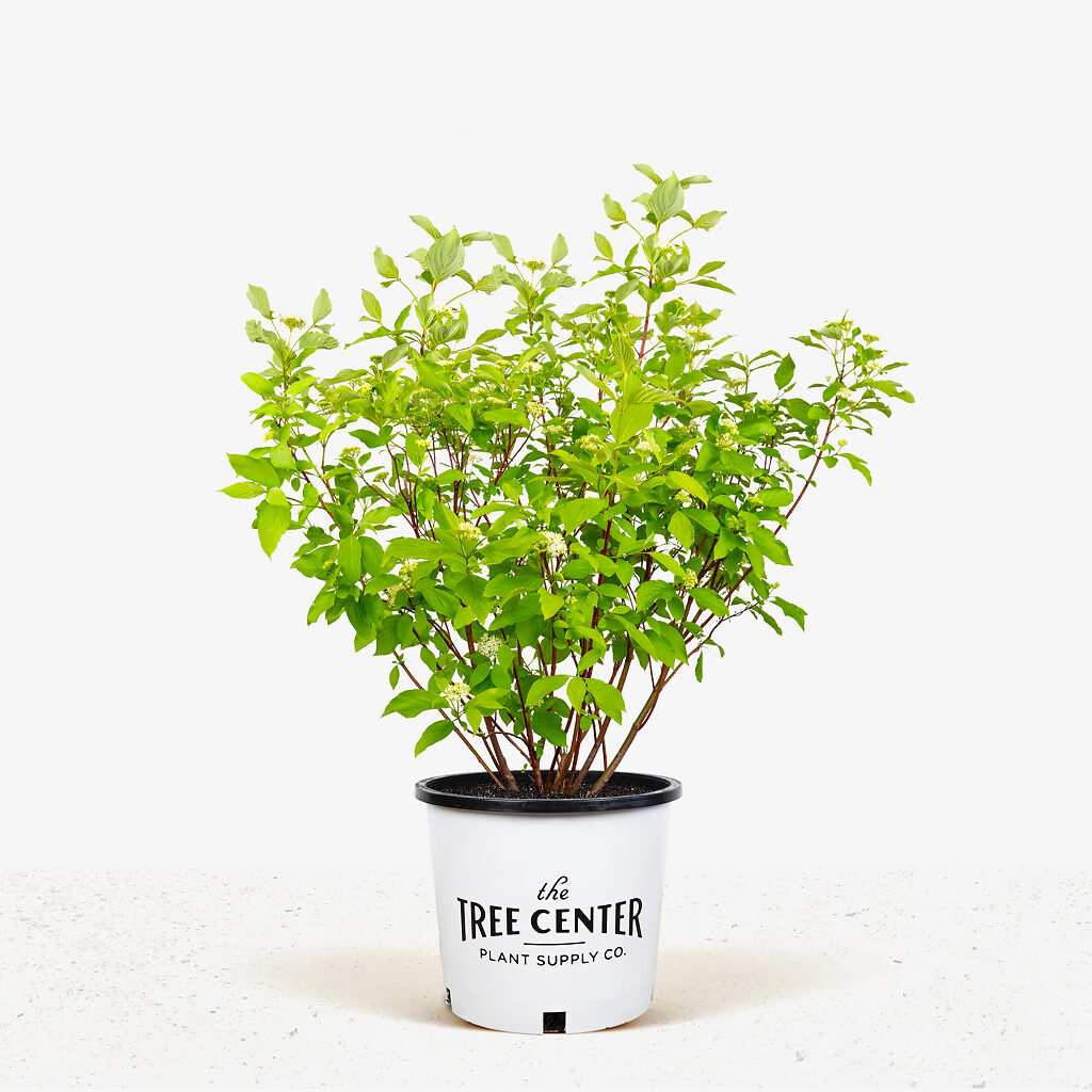 Red Twig Dogwood For Sale Online The Tree Center