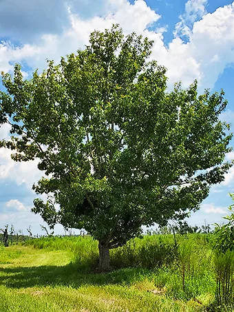 Sawtooth Oak Tree