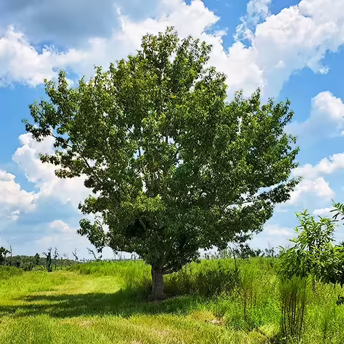 Sawthorn Oak (Quercus acutissima) 11 Sawtooth Oak Tree