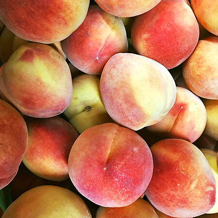 Scarlet Prince Peach For Sale Online | The Tree Center