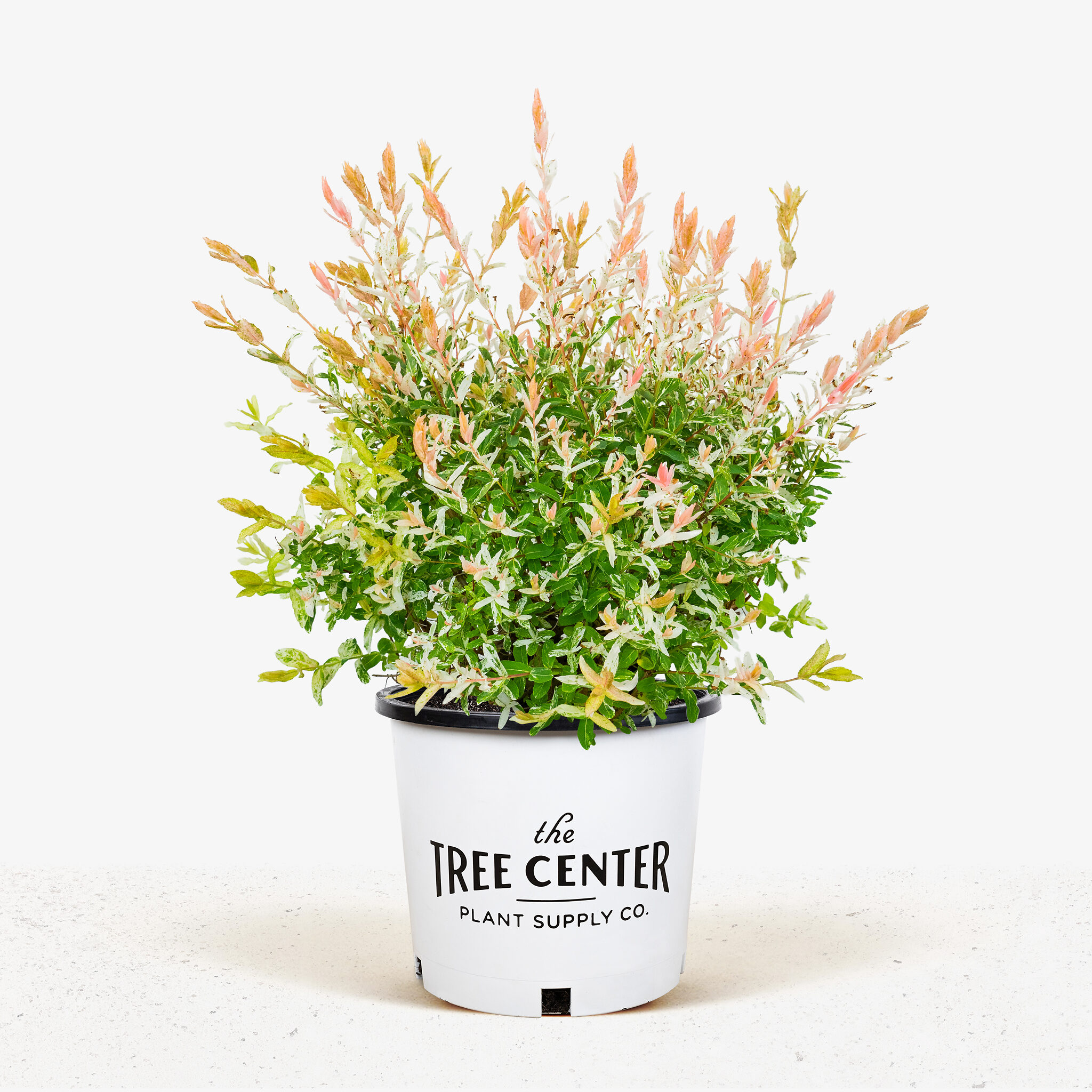 Tri Color Dappled Willow For Sale Online The Tree Center