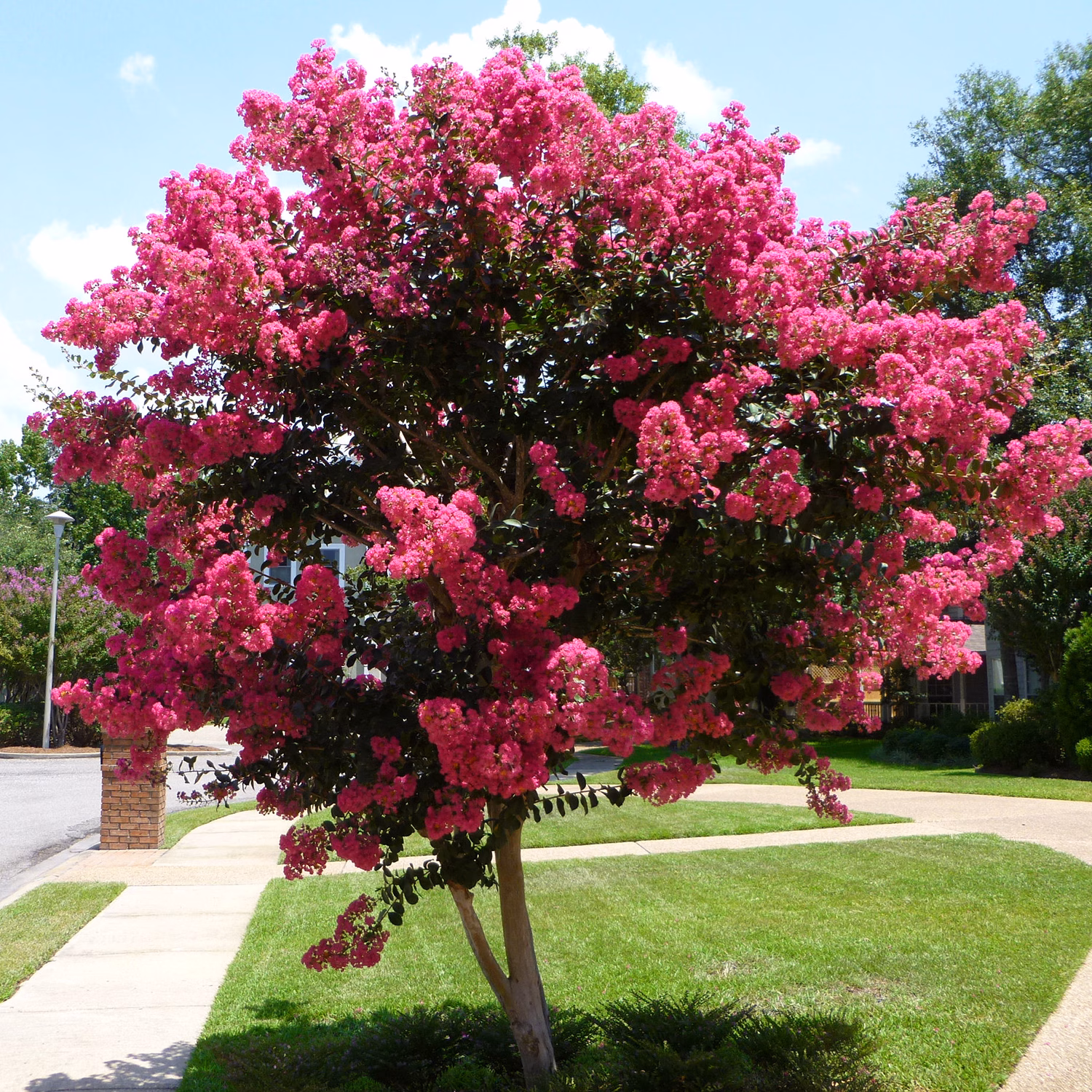 Tuscarora Crape Myrtle, #7 gallon