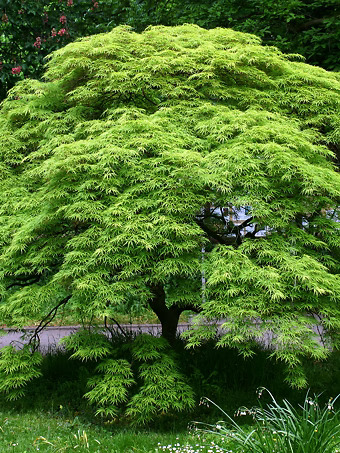 Viridis Japanese Maple