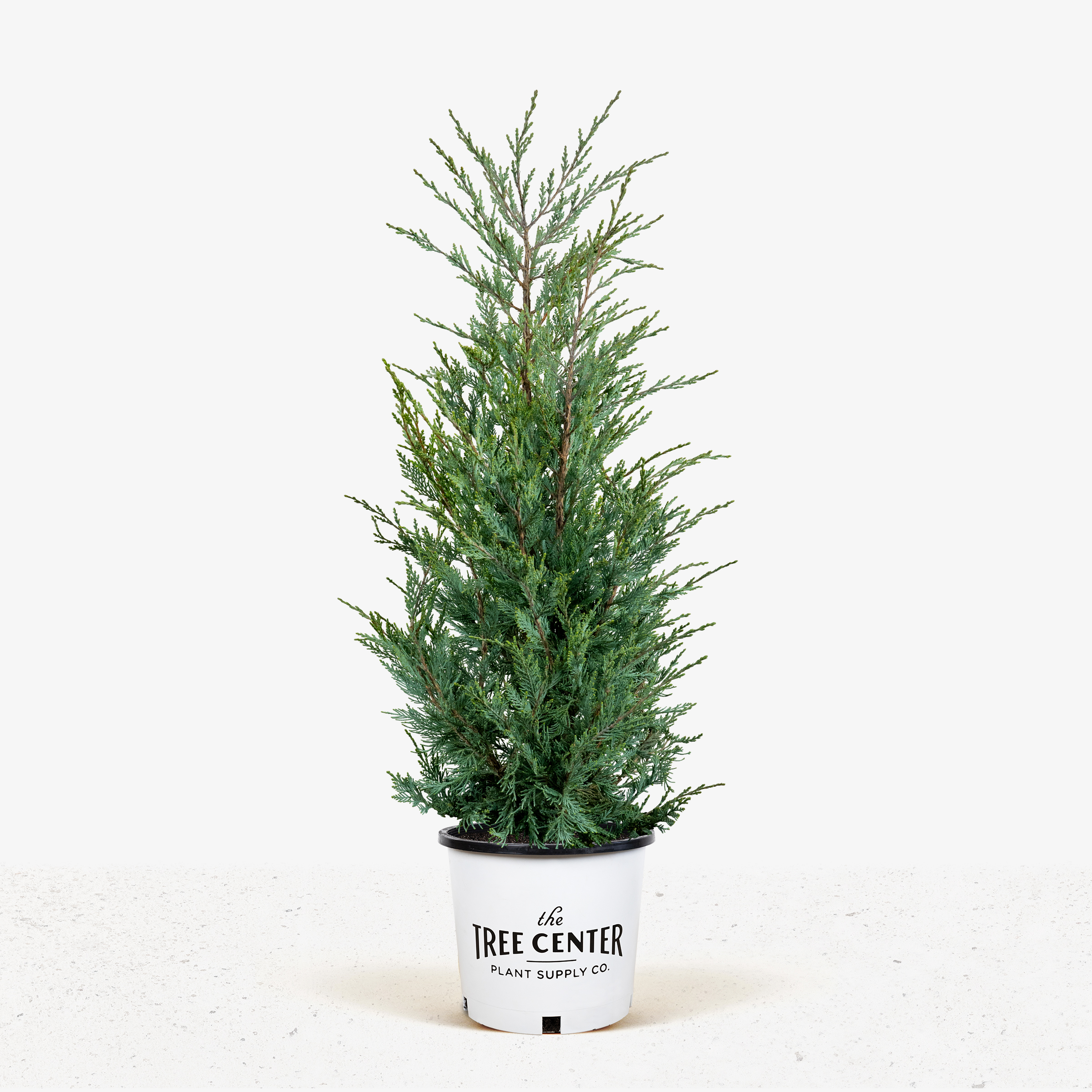 Wichita Blue Juniper