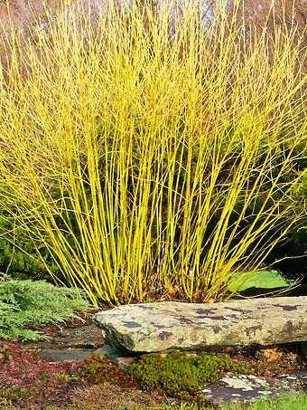 Yellow Twig Dogwood