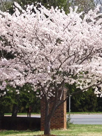 Yoshino Cherry Tree