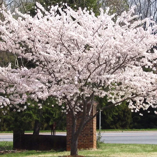 Prunus Serrulata (Japanese Flowering Cherry, Sakura, Hill Cherry, Orie