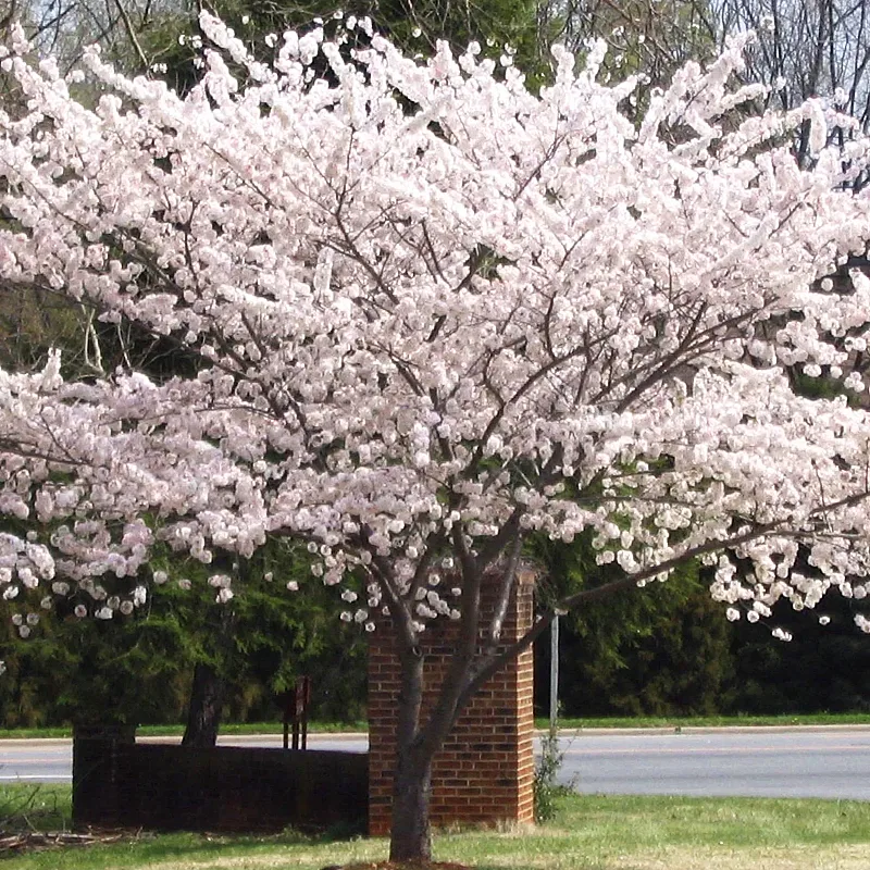 Yoshino Cherry For Sale | The Tree Center