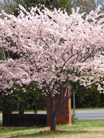 Yoshino Cherry Tree