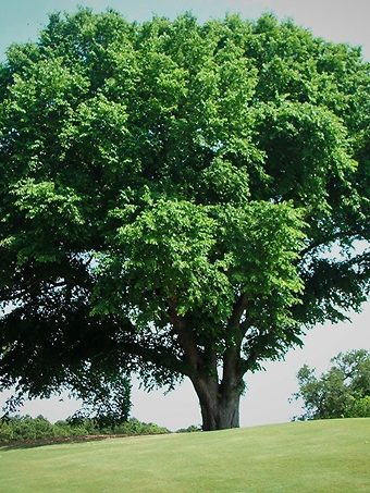Huge American Elm Tree