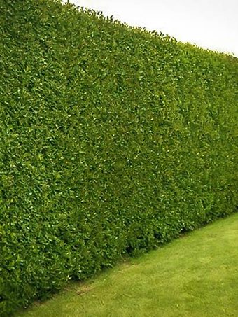 American Holly Hedge