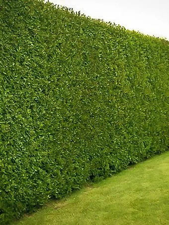 American Holly Hedge