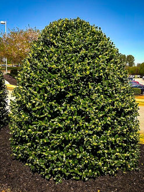 Untrimmed American Holly