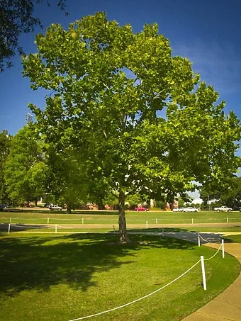 American Sycamore Tree