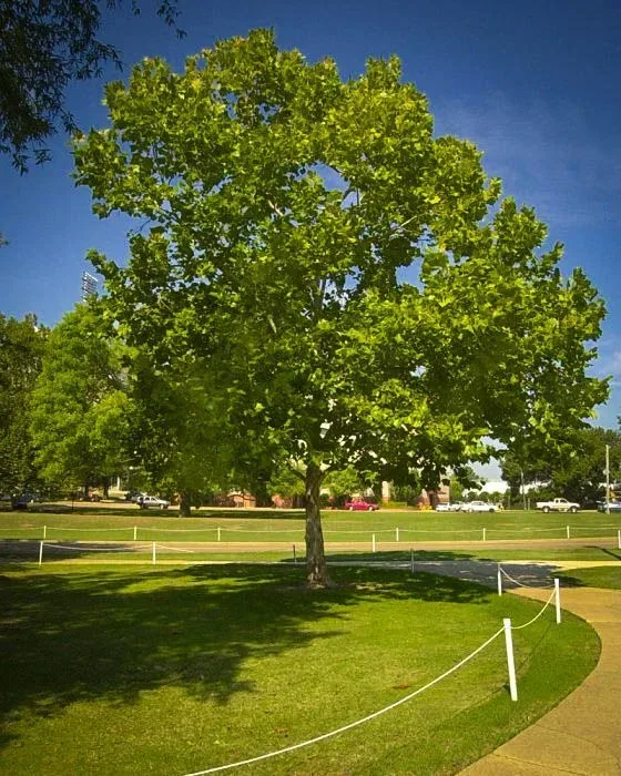 American Sycamore Tree In Park