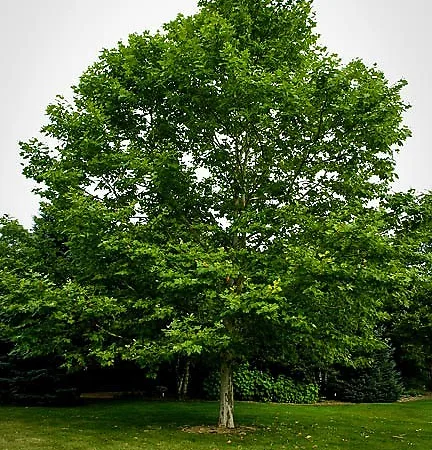 Sycamore Trees