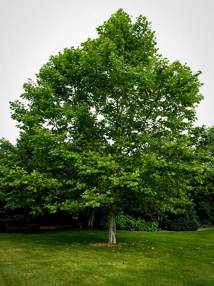 1 Plant in 1 Gallon Pot Shade Live Established Rooted American Sycamore Tree 