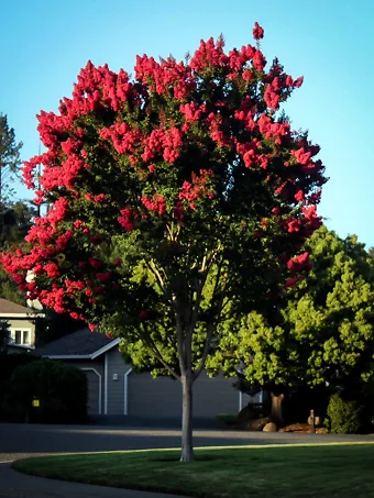 Arapaho Crape Myrtle