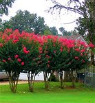 A row of Arapaho Crape Myrtle trees