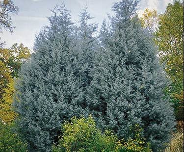 how fast do arizona cypress trees grow