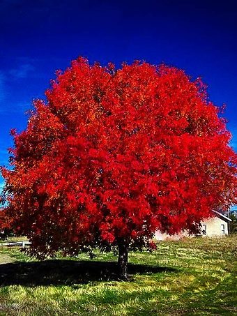 Autumn Blaze Maple Tree