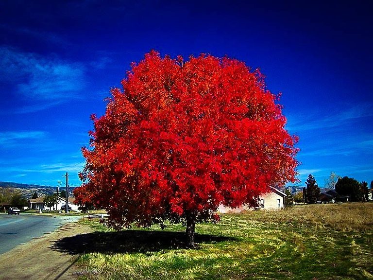 Autumn blaze maple trees for sale the tree center