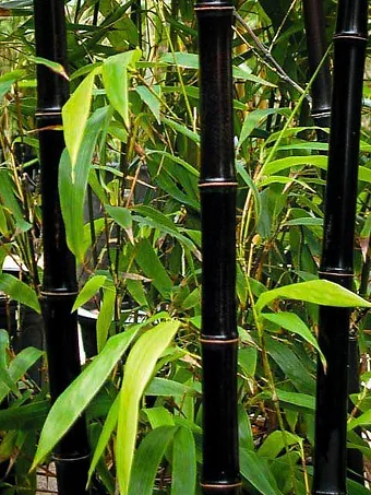 Black Bamboo Plant