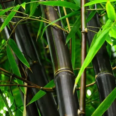 Black Bamboo For Sale