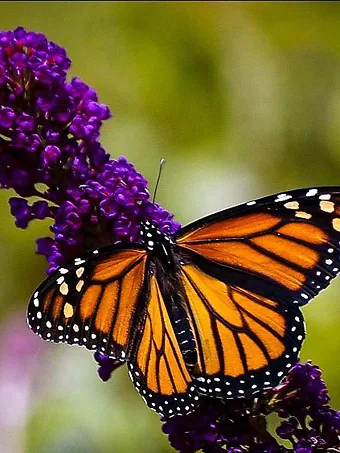 Buddleia Black Knight Butterfly Bush