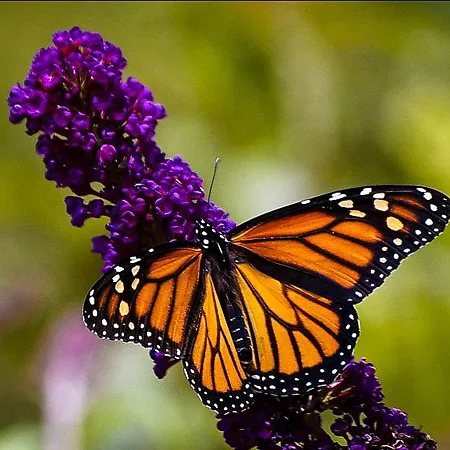 Butterfly Bush