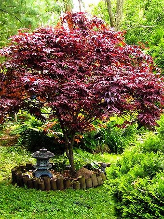 Japanese Bloodgood Maple Tree