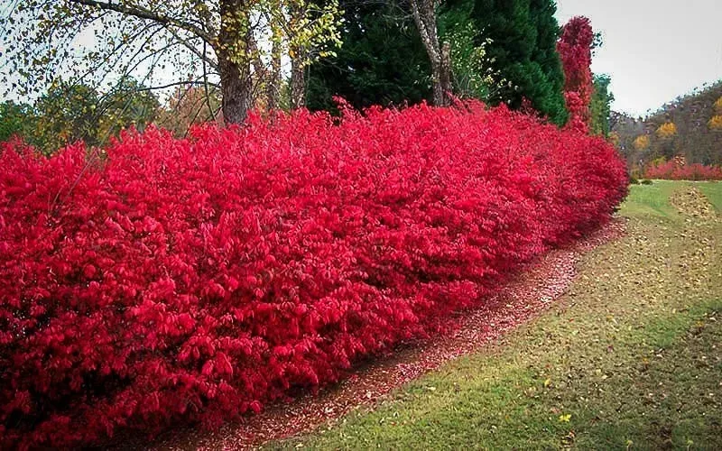Image of Euonymus burning bush as a hedge