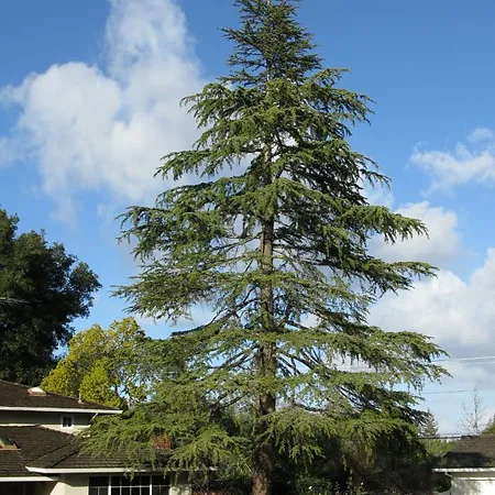 Cedar Trees