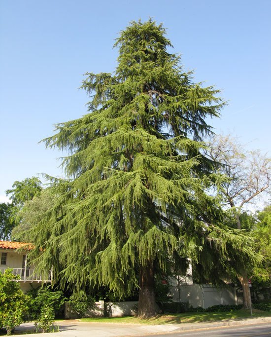 A massive Cedar Deodar tree.